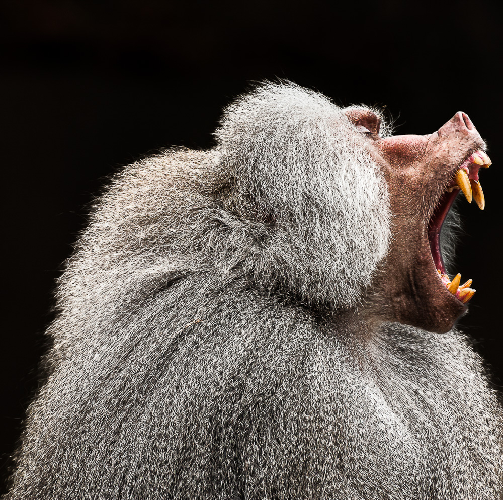 Platz 12 Johann Kerler